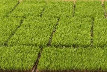 水稻秧苗发白如何防治，通常35-40天左右便可移栽