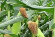 原单716玉米栽培技术要点，中抗丝黑穗病