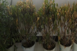 植物防冻剂怎么挑选，需要根据不同状况作出相应的措施