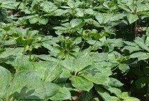 种植重楼的误区，浸种后拌上草木灰再播种