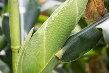 中夏玉6号玉米栽培技术要点，中抗禾谷镰孢穗腐病