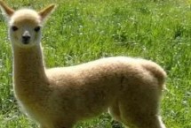 养羊驼需要办理什么手续吗，性情温顺且胆子小