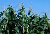 苏玉糯802玉米栽培技术要点，一般纯作每亩3500株