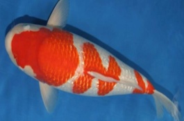 锦鲤可以活多久，主要产地在日本和中国