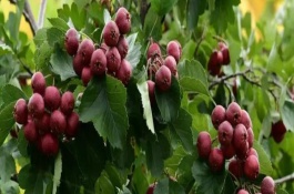 什么时候摘山楂，可通过看表皮、凭手感等来分辨