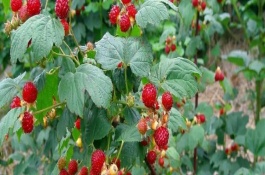 树莓树的生长习性，为直立灌木且叶柄较长