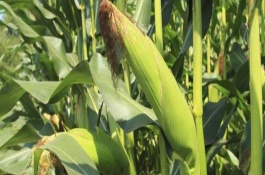 高玉123玉米栽培技术要点，大喇叭口期防治玉米螟