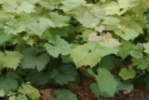 葡萄的生长习性，一般在2-15元一棵