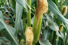 兴隆588玉米栽培技术要点，中抗小斑病