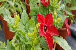 烟草花的生长习性，在傍晚六点开花