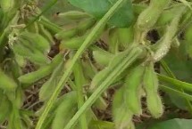 晋豆54号大豆栽培技术要点，适宜播期5月上旬