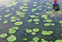芡实的繁殖方法，主要集中在3月中旬至4月上旬