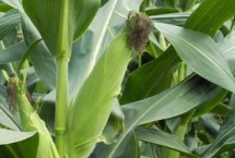 哈育268玉米栽培技术要点，中抗丝黑穗病