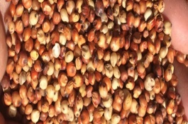 为什么使用高粱酿酒，一般可以酿出白酒320g