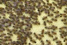 急造王台几天能出蜂王，再介王台