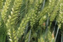 丰德存麦22小麦栽培技术要点，高抗叶锈病