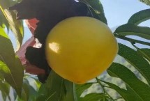 黄桃的保存方法，一般在7月份下旬上市