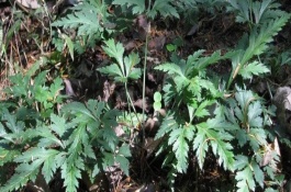 黄连的生长习性，可用种子繁殖和扦插繁殖