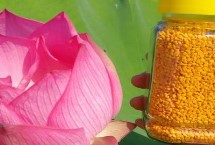 荷花粉和茶花粉有什么区别，前者的采集对象为连科植物、后者的采集对象为山茶科植物