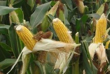 DK981玉米栽培技术要点，中抗大斑病