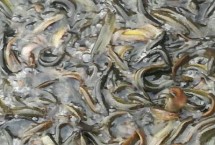 注意事项，可采用网捕法、笼捕法和挖捕法