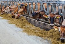 喂牛最佳饲料配方，配制原料主要包括玉米、豆粕和麦麸