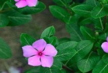 长春花怎么过冬，适合偏酸性的沙质土壤