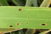 茭白怎么施肥，与莲藕、芋头轮作可降低发病率