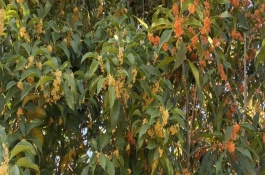 常见的种植树种有哪些，常见的有桂花树、金玫瑰等