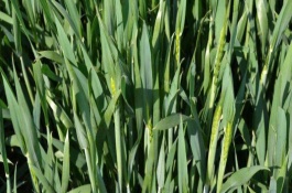 周麦23号小麦栽培技术要点，适宜播期10月15-30日