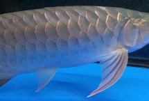 龙鱼不用灯可以发色吗，可能是喂食方法不对或受惊等