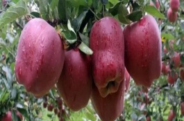 花牛苹果的采收时间，盛果期要大量追施有机肥