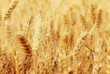 武都23号小麦栽培技术要点，生育期243天