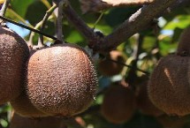 猕猴桃剪枝有什么技巧，雌雄花朵要相互传粉才能结果