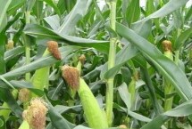 绿糯7玉米栽培技术要点，鲜食糯玉米品种