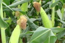 奇农8玉米栽培技术要点，苗期注意防治病虫害