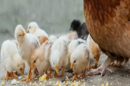 雏鸡适宜开食时间，公鸡体长头大、母鸡体圆头小