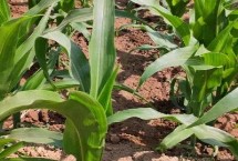 博丰133玉米栽培技术要点，中抗穗腐病