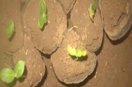 如何避免大棚蔬菜育苗戴帽，主要是播种时盖土太薄