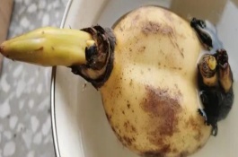 怎么种藕使其发芽，只要藕上带有健康的藕节便可发芽