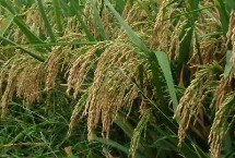 宜香优45水稻栽培技术要点，全生育期148～168天