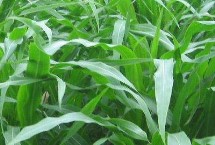 滇砚121玉米栽培技术要点，大喇叭口期每亩施尿素25千克