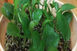 绿萝如何扦插成活率高，浸泡生根粉溶液后再插入土壤中