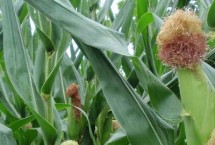 现玉534玉米栽培技术要点，适宜播种期6月上中旬