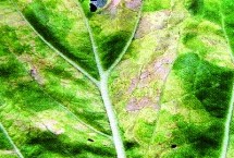 大白菜黄叶病用什么药，主要由芥属黄萎镰孢霉菌引起