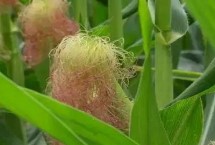 九圣禾516玉米栽培技术要点，密度5000株/亩左右