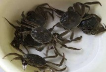 螃蟹怎么洗，只需提供水和食物便可