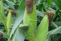 渭玉1838玉米栽培技术要点，种植密度每亩保苗5000以上