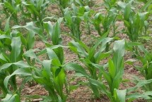 高玉99玉米栽培技术要点，中抗茎腐病