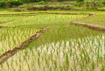 金龙优505水稻栽培技术要点，综合防治病虫害